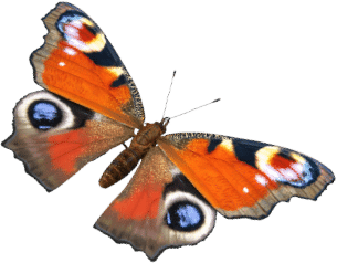 Schmetterling – der Admiral
